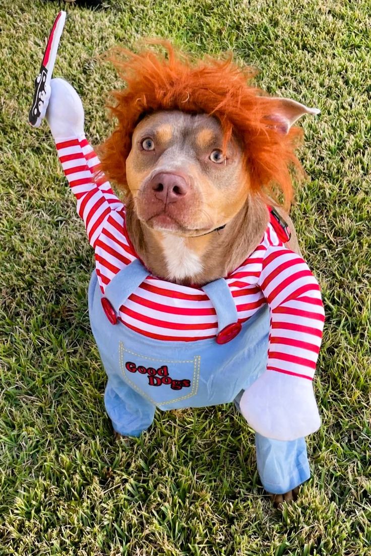 Halloween Dog Costume!๐ถ (Chucky)