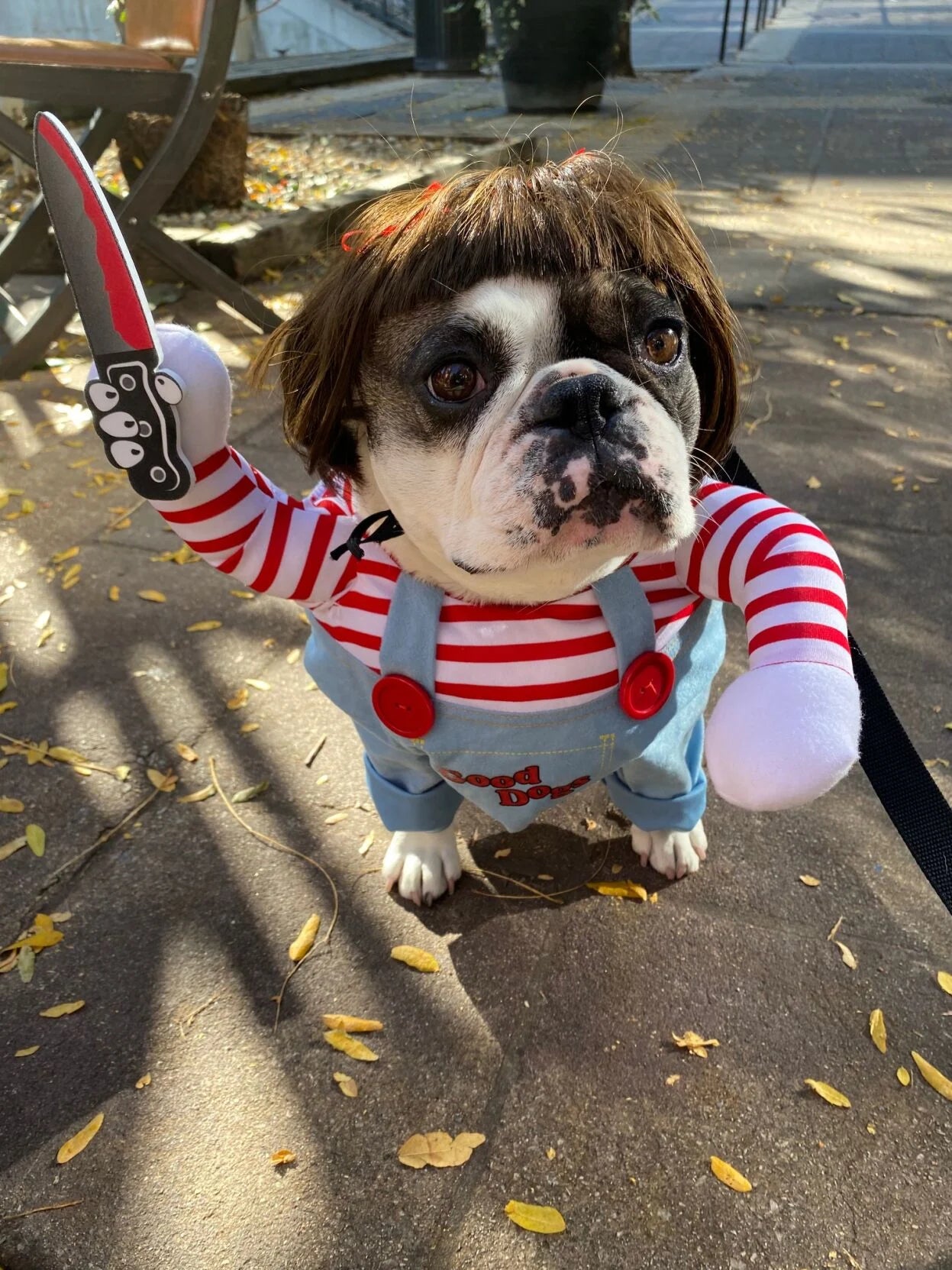 Halloween Dog Costume!๐ถ (Chucky)