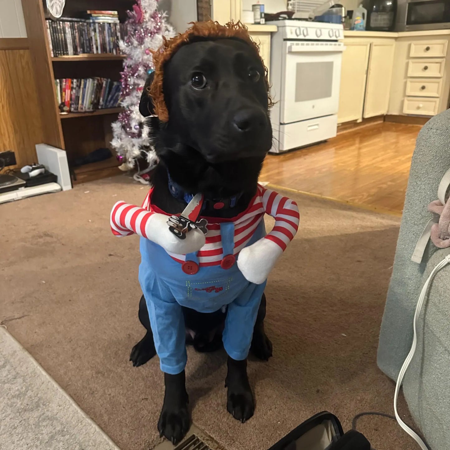 Halloween Dog Costume!๐ถ (Chucky)