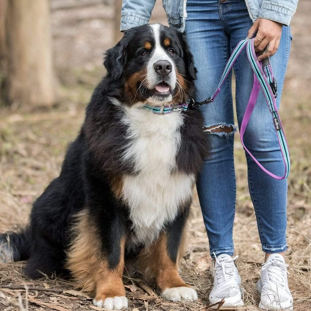 Reflective Dog Leash for Active Adventures, Puppy Essentials, Durable Leashes Heavy Duty, Gentle Leader for Dogs, Small Sizes, Violet & Celeste