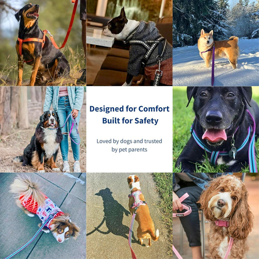Reflective Dog Leash for Active Adventures, Puppy Essentials, Durable Leashes Heavy Duty, Gentle Leader for Dogs, Small Sizes, Violet & Celeste